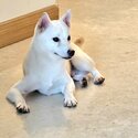 Rehoming my Dog (Male Shiba Inu) due to Relocation-0