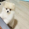 Mini Pomeranian for sale -0