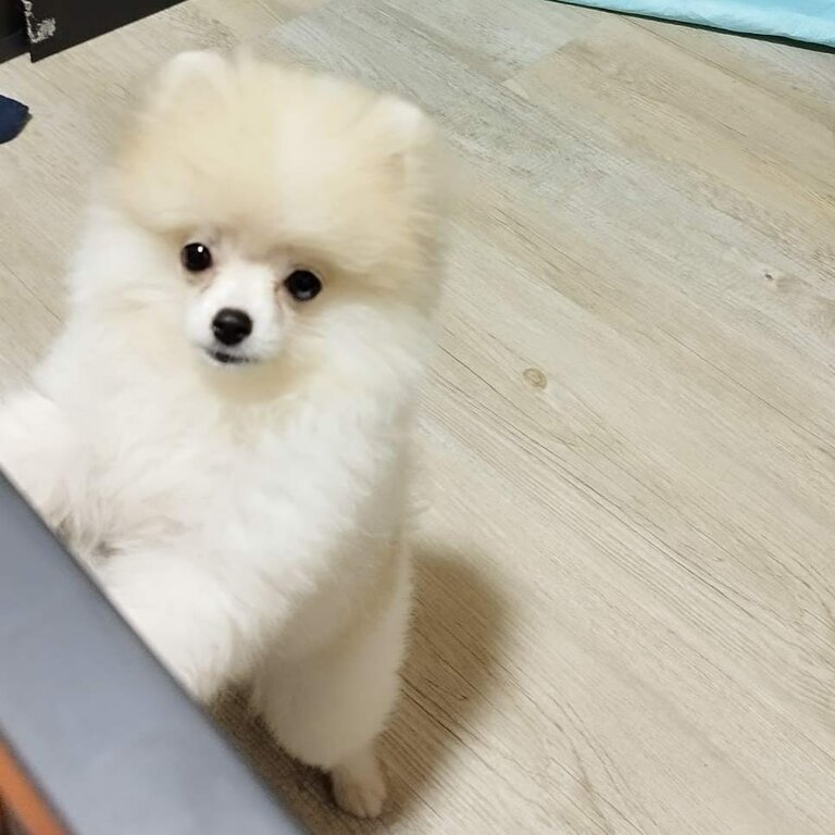 Mini Pomeranian for sale 