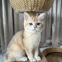 Gold/Silver British short hair kittens for adoption, very affectionate-2