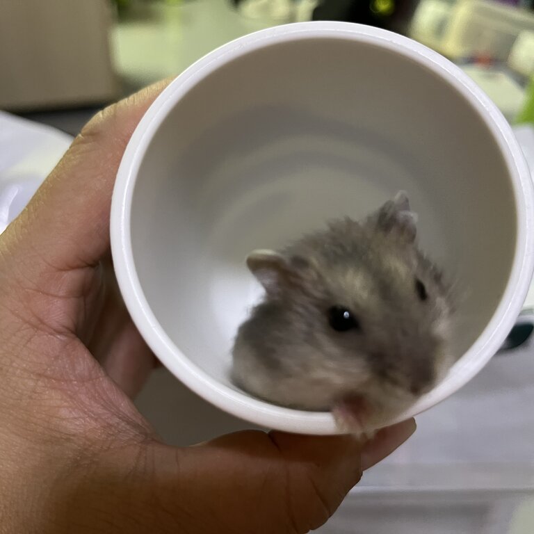 Cute baby Dwarf hamsters for adoption