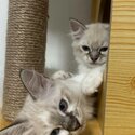 Blue Eye Ragdolll kittens for sale-2