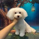 9 Month Old Female Maltese Puppy-1