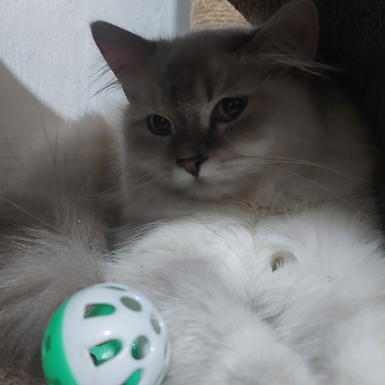 Ragdoll mixed Siberian