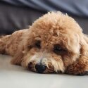 Poochon (Poodle mix Bichon)-0