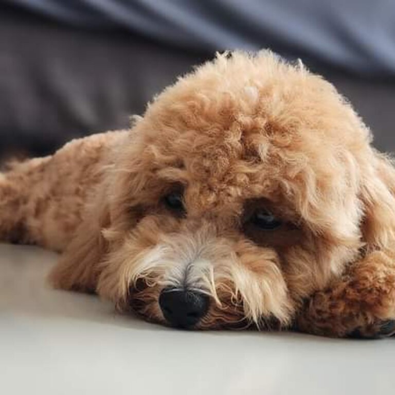 Poochon (Poodle mix Bichon)