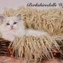 Truly amazing , top quality pedigree Ragdolls with full package-5