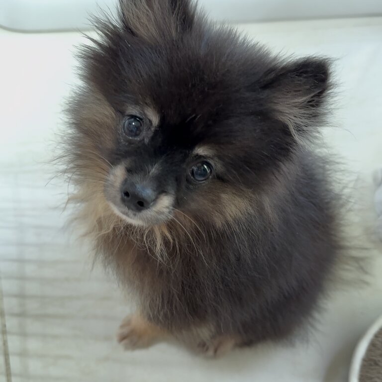 Pomsky × Pomeranian Puppy