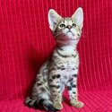 Savannah Kittens for Sale