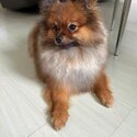 Sable Male Pomeranian Rehoming-1