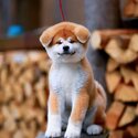 Shiba Inu Puppies for adoption -4