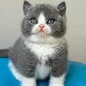 British shorthair Kittens