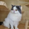 A 2 years old persian looking for new home-0