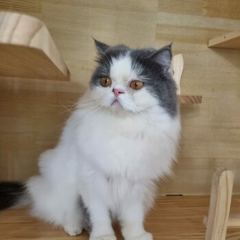 A 2 years old persian looking for new home
