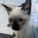 Siamese cat for sale-0