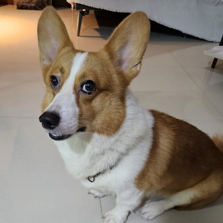 Young Corgi male 