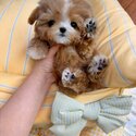 Adorable Maltipoo Puppies for sale