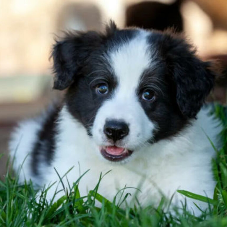 Border Collie puppy 