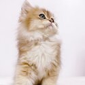 2 month old British Long Hair Kittens looking for new home. -2