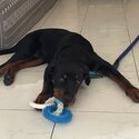 4 month old Rottweiler -3