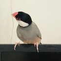 Java Sparrow for sale-2