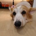 6 yrs old obedient corgi (Adopted)-1