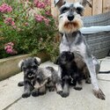 Miniature Schnauzer Puppies For Sale-1