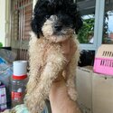 Party toy poodle puppies-0