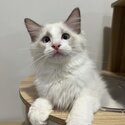 Pedigree Ragdoll Kittens - Private Adoption-3