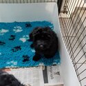 Cockapoo Puppies available.-2