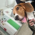 7 months male Beagle -2