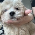 Puppy cavachon for sale-2