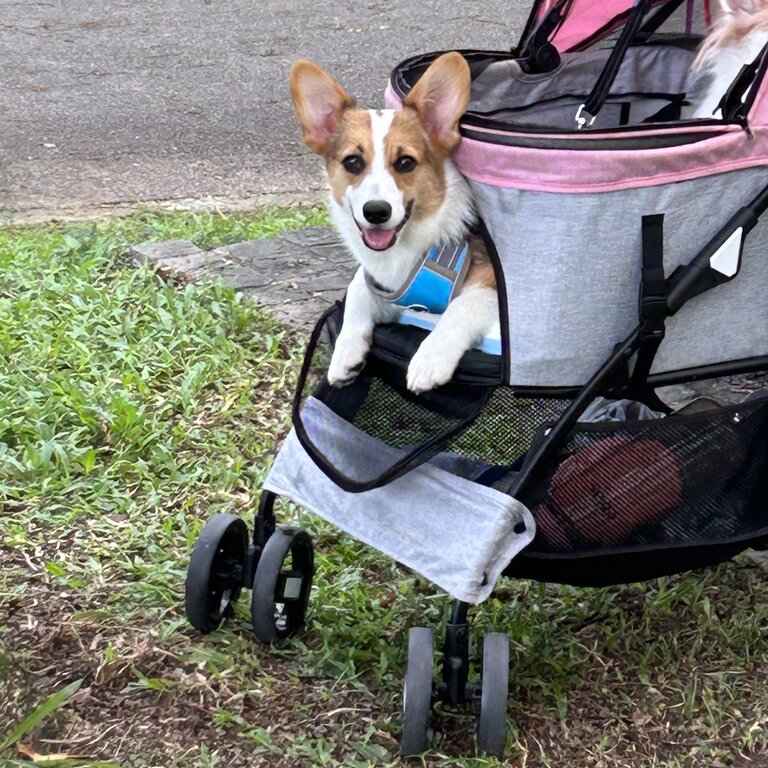 lovely corgi looking for a new home 