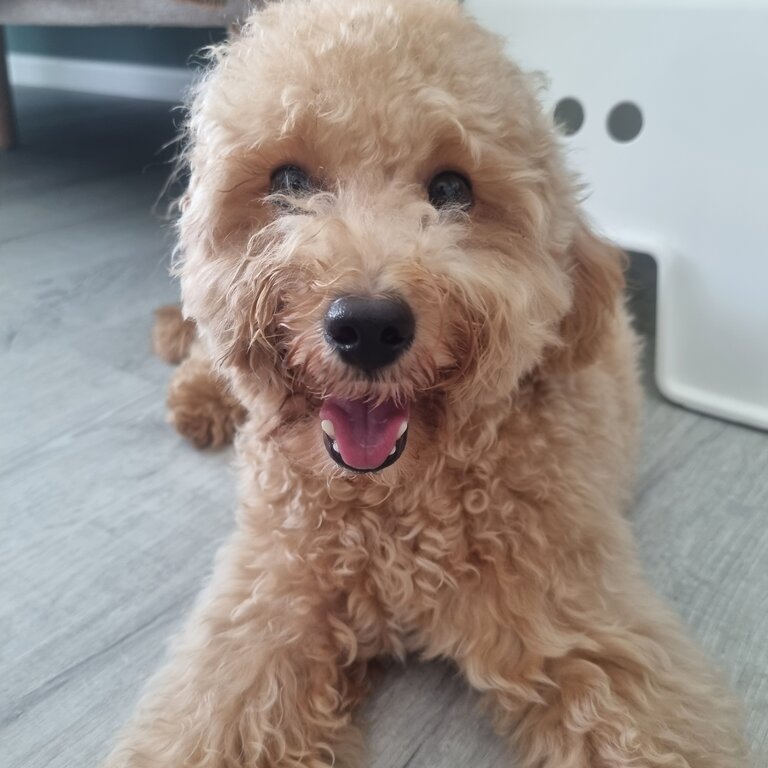 11month old Poodle 