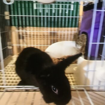 Cute Black Bunny (Hougang)