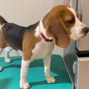 6 Months Tri Coloured imported Irish Beagle-0