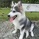 Pomsky for sale-3