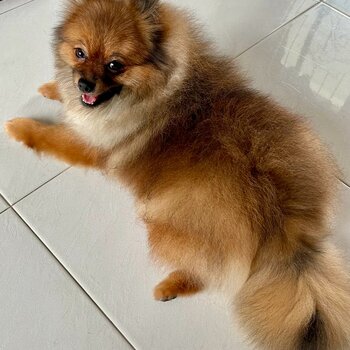 Pomeranian purebred for rehoming