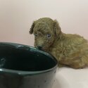 poodle toy female rehome -0