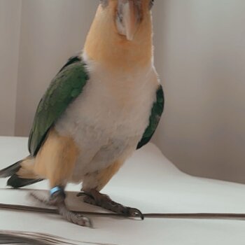 White belly caique for sale!