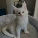 Maine Coon Kitten available both male and female -4