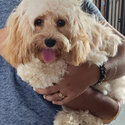 9 Months Old Sweet Cavapoo Puppy-1