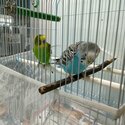 1 pair of Parakeet for sale-2