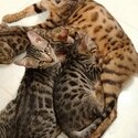 Pure Bengal Kittens for sale