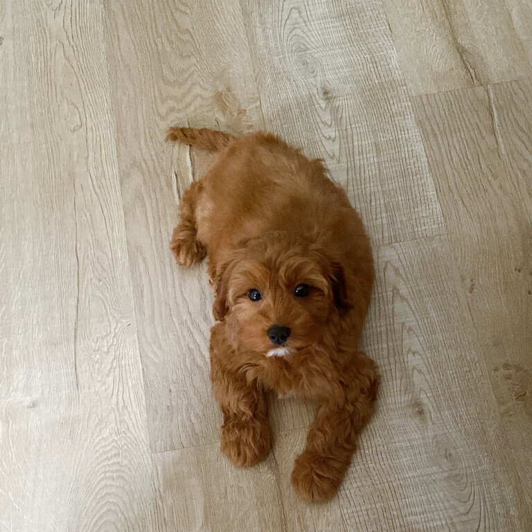 UK imported Cavapoo puppy