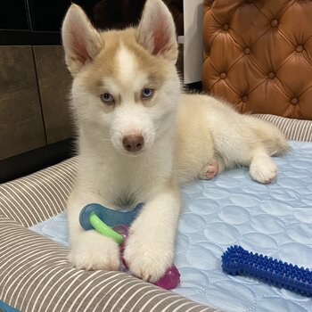 Pomsky male 4 months old