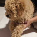 Puppy is a mixed breed, Cavapoochon. It's 3.5months old. -2