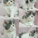 Ragamuffin Kitten -1