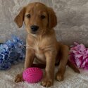 Maltese / golden Retriever Puppies for adoption for details email murbyjay@ gmail. com-3