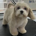 Puppy cavachon for sale-1